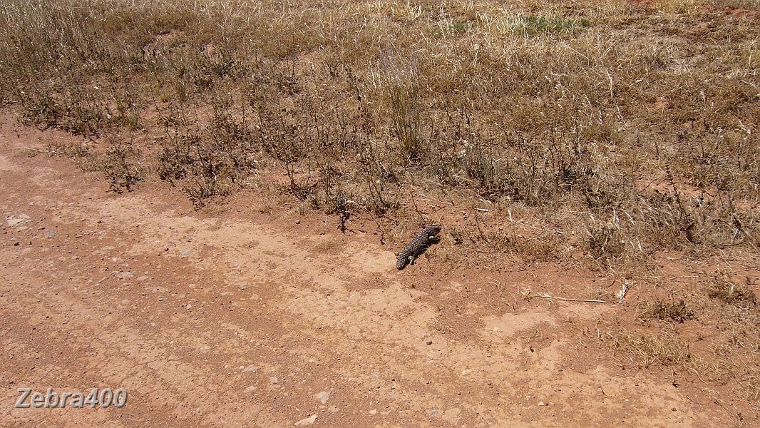 15-Stumpy tailed lizard thinks about crossing the track.JPG